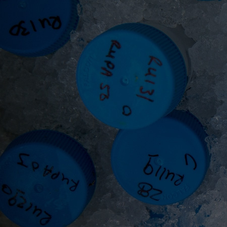 tops of blue marked specimen tubes in ice