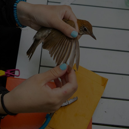 hands holding a bird with the wing sprawled out measuring