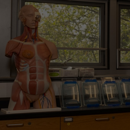 a medical model of a human torso on a counter with other medical supplies