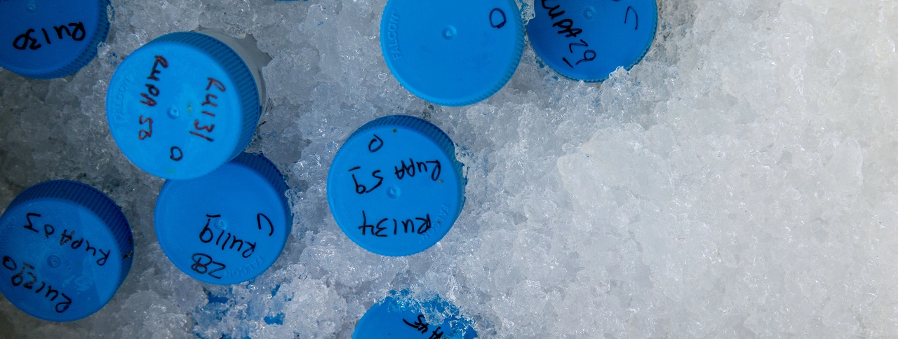 Tops of specimen vials with blue caps labeled on ice