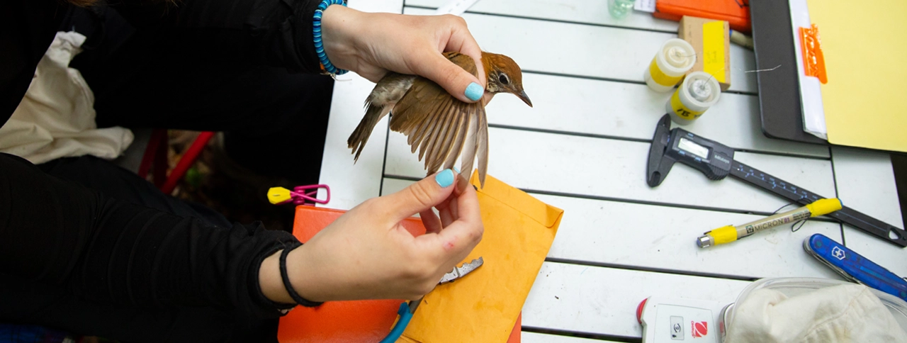 hands and tools measuring the wing span of a bird