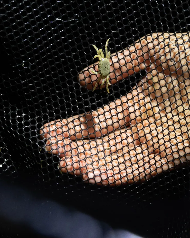 hand behind a screen where a crab is walking.