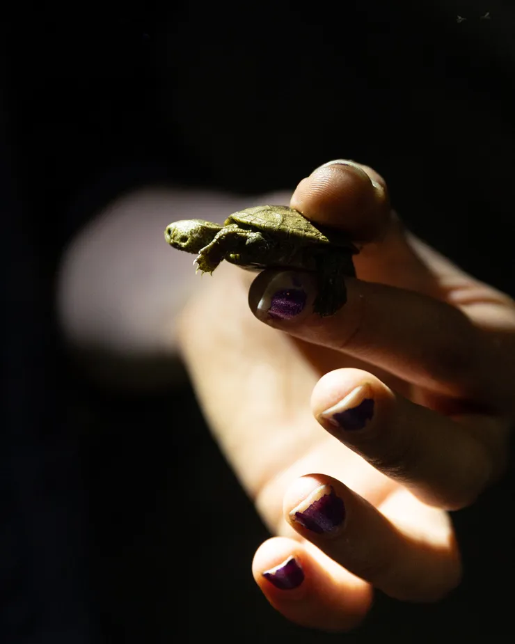 student's hand holding a small turtle